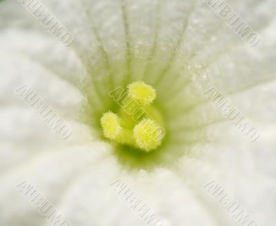 Closeup of white flower