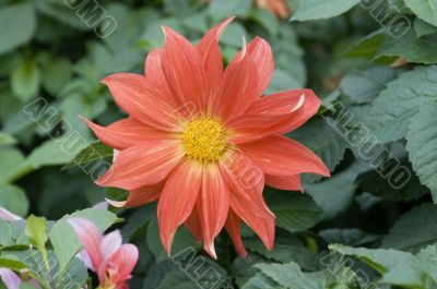 Blooming dahlia flower