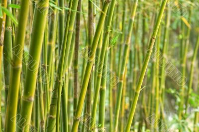 Bamboo