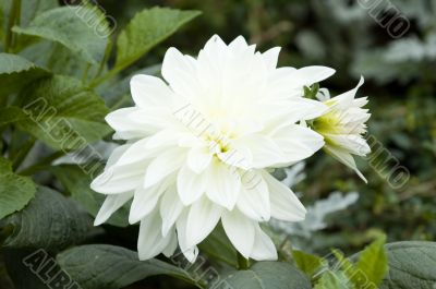 Blooming dahlia flower