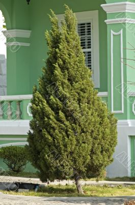 Single tree