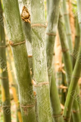 Bamboo