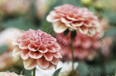 Pink and red dahlia flowers