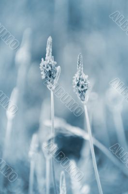 Lavender