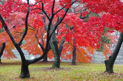 Maple