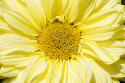 Blooming dahlia flower