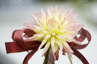 Blooming dahlia flower