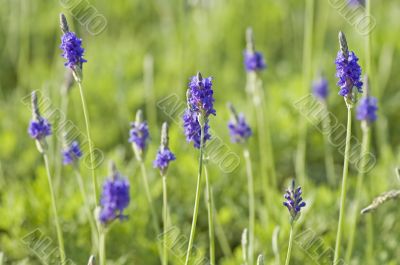 Lavender