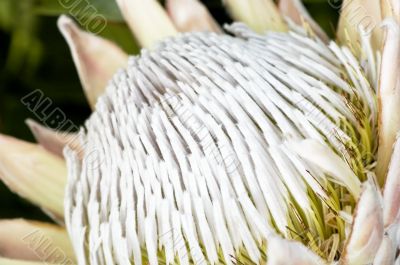 Blooming protea pincushion