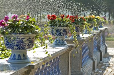 Pots of flowers