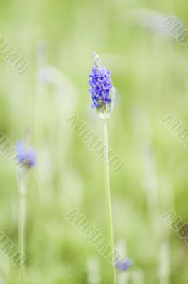 Lavender