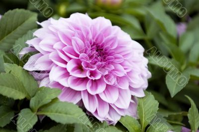 Pink dahlia flower