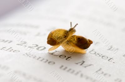 Small snails