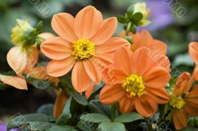 Blooming dahlia flowers