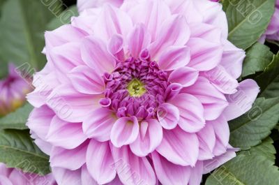 Pink dahlia flower