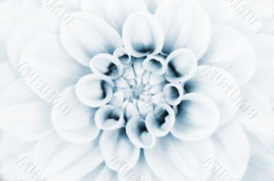 Dahlia flower closeup