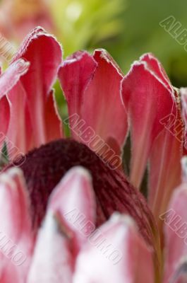Close up blooming protea
