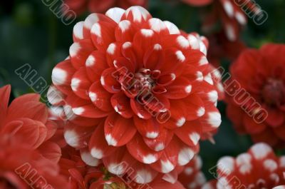 Blooming dahlia flowers