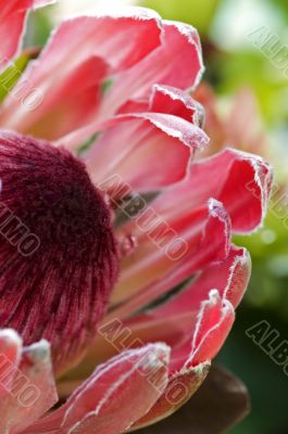 Close up blooming protea