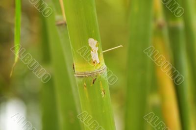 Bamboo