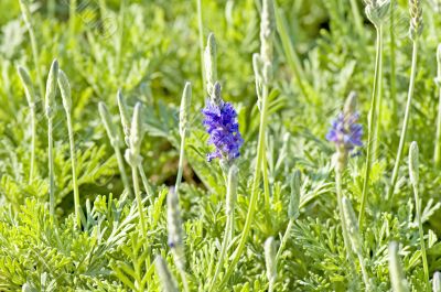 Lavender