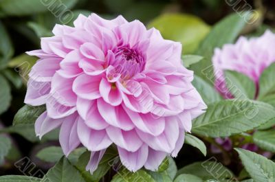 Pink dahlia flowers