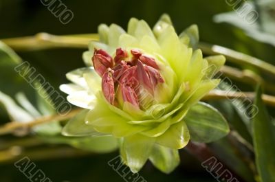 Green dahlia flower