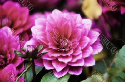 Blooming dahlia flowers