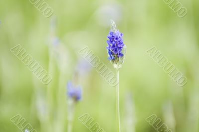 Lavender