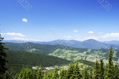 Forest landscape