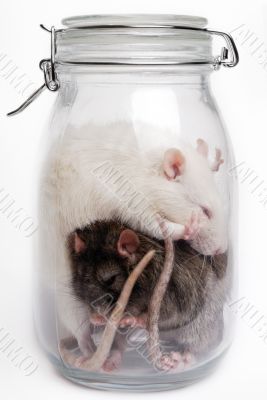 Rats In The Container