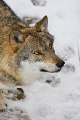 wild wolf
