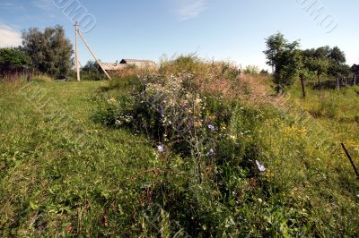 A sommer country landscape