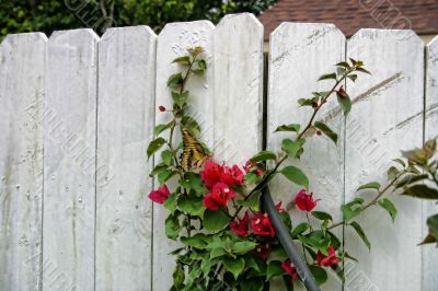 Cottage Fence