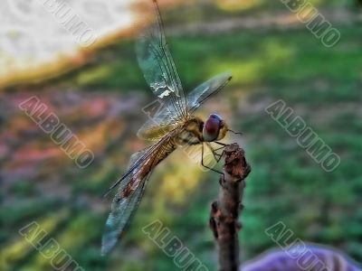 Dragonfly