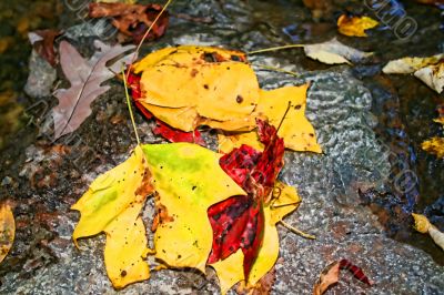 Autumn Leaves in Water