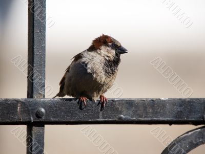 Sparrow