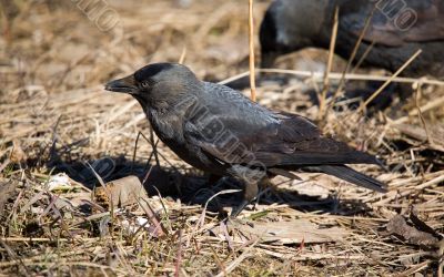 Two jackdaws