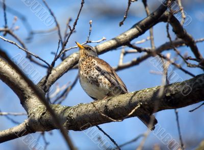 fieldfare on a tree branch