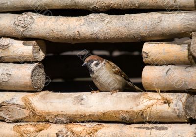 Sparrow in a window