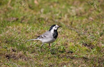 Wagtail on a lawn