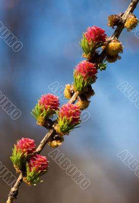 Blossoming branch of a larch