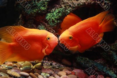 Two kissing orange fishes