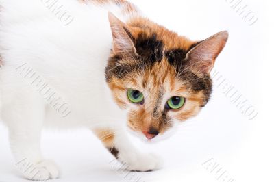 tortoiseshell cat