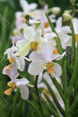 Vanda, Orchid
