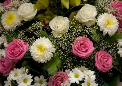 Chrysanthemums, asters and roses