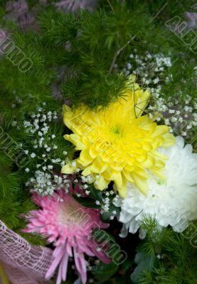 Chrysanthemum and aster