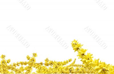 Yellow plant