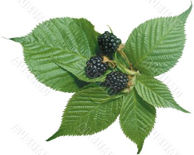 Black berry