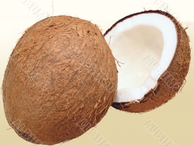 Coconut